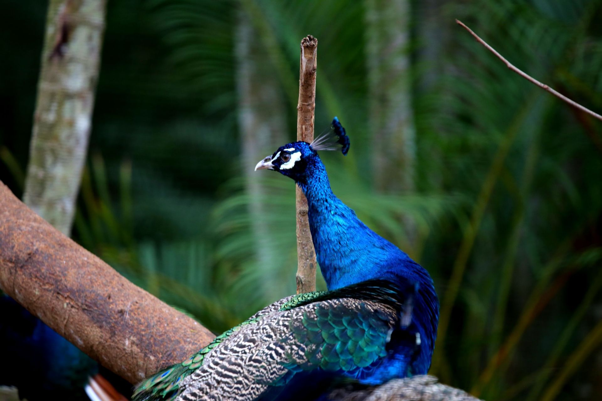 Sh Mm海南热带飞禽世界孔雀园最美 有 海南热带飞禽世界自由行旅拍 旅游景点攻略 携程