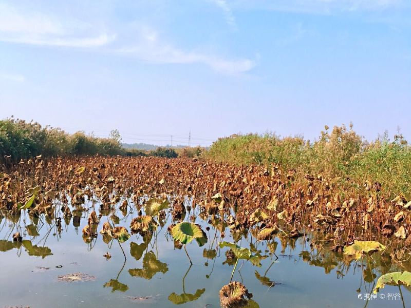 泗阳城南植物园攻略-城南植物园门票价格多少钱-团购票价预定优惠