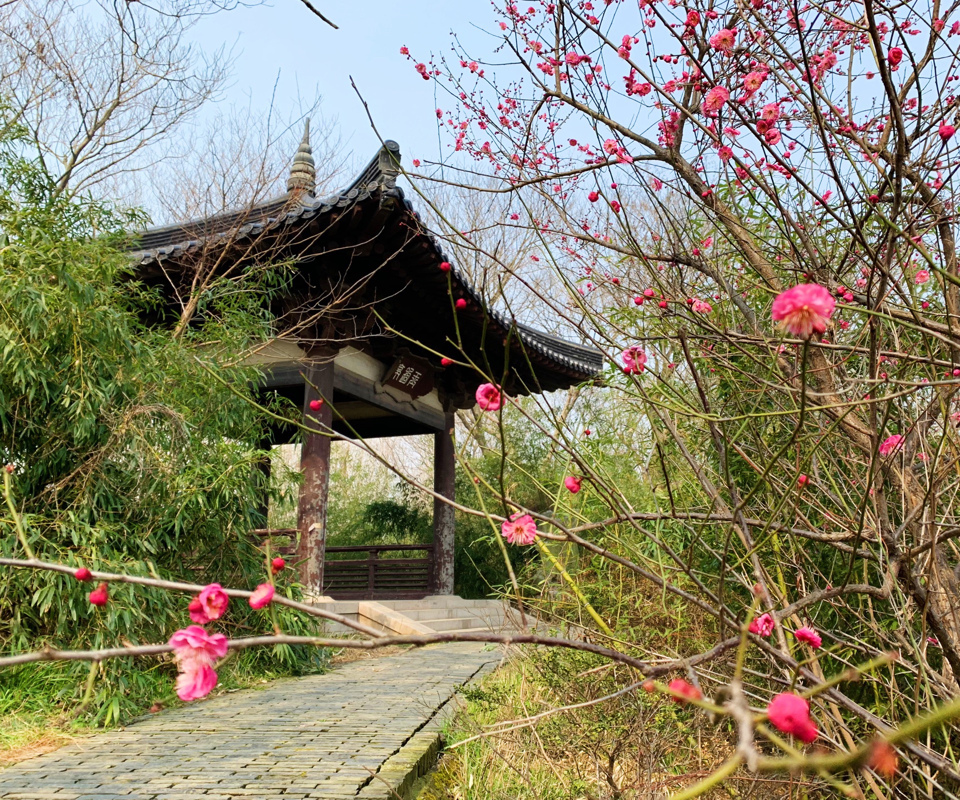 蜀冈西峰的梅花图片