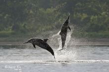 在太平洋岛国巴布亚新几内亚的一个海湾，观赏海豚🐬跃出海面，腾空而起，那种自由和快乐只有看到才能感受到