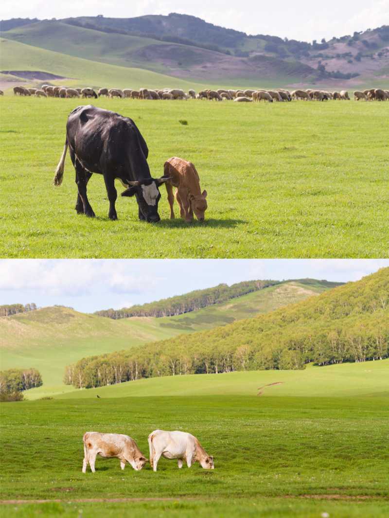 木兰围场牛羊成群的乌兰布统大草原