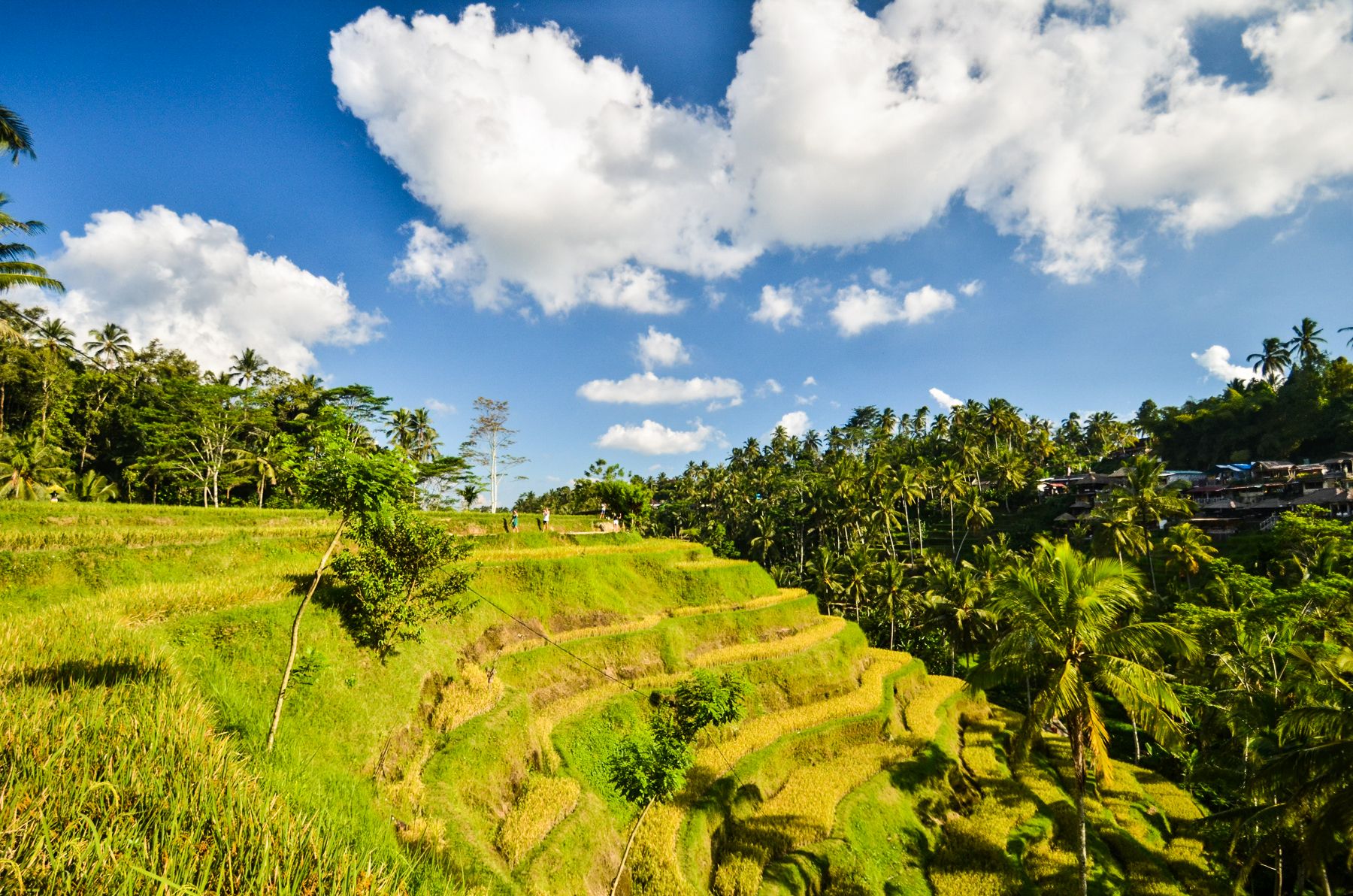 之前以为在中国有云南元阳梯田,广西龙胜梯田,到了巴厘岛再去看梯田