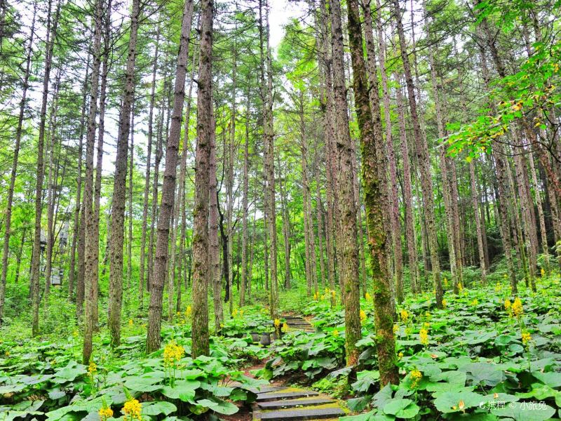 洛阳白云山森林氧吧游览区攻略-白云山森林氧吧游览区门票价格多少钱