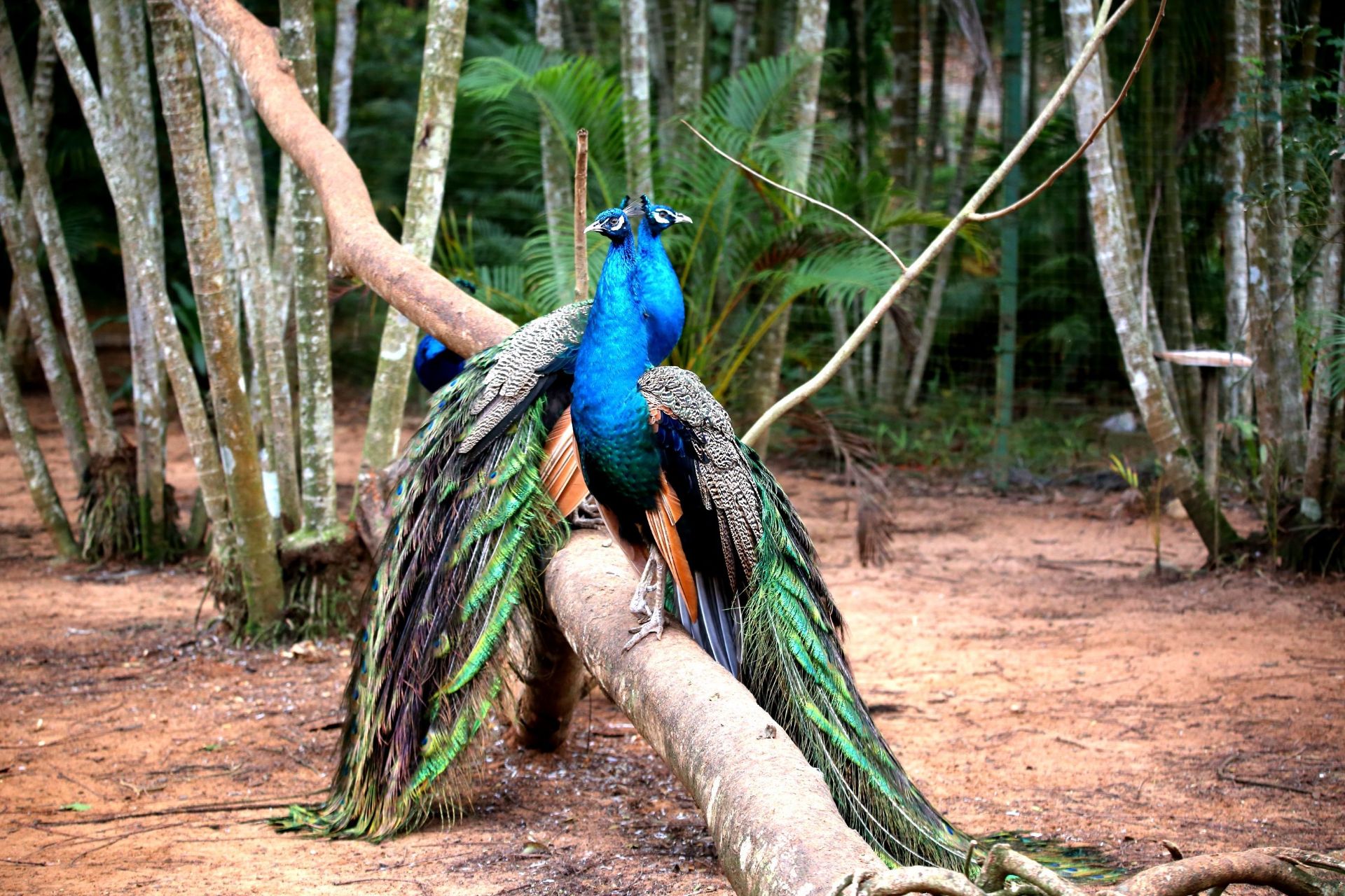 Sh Mm海南热带飞禽世界孔雀园最美 有 海南热带飞禽世界自由行旅拍 旅游景点攻略 携程
