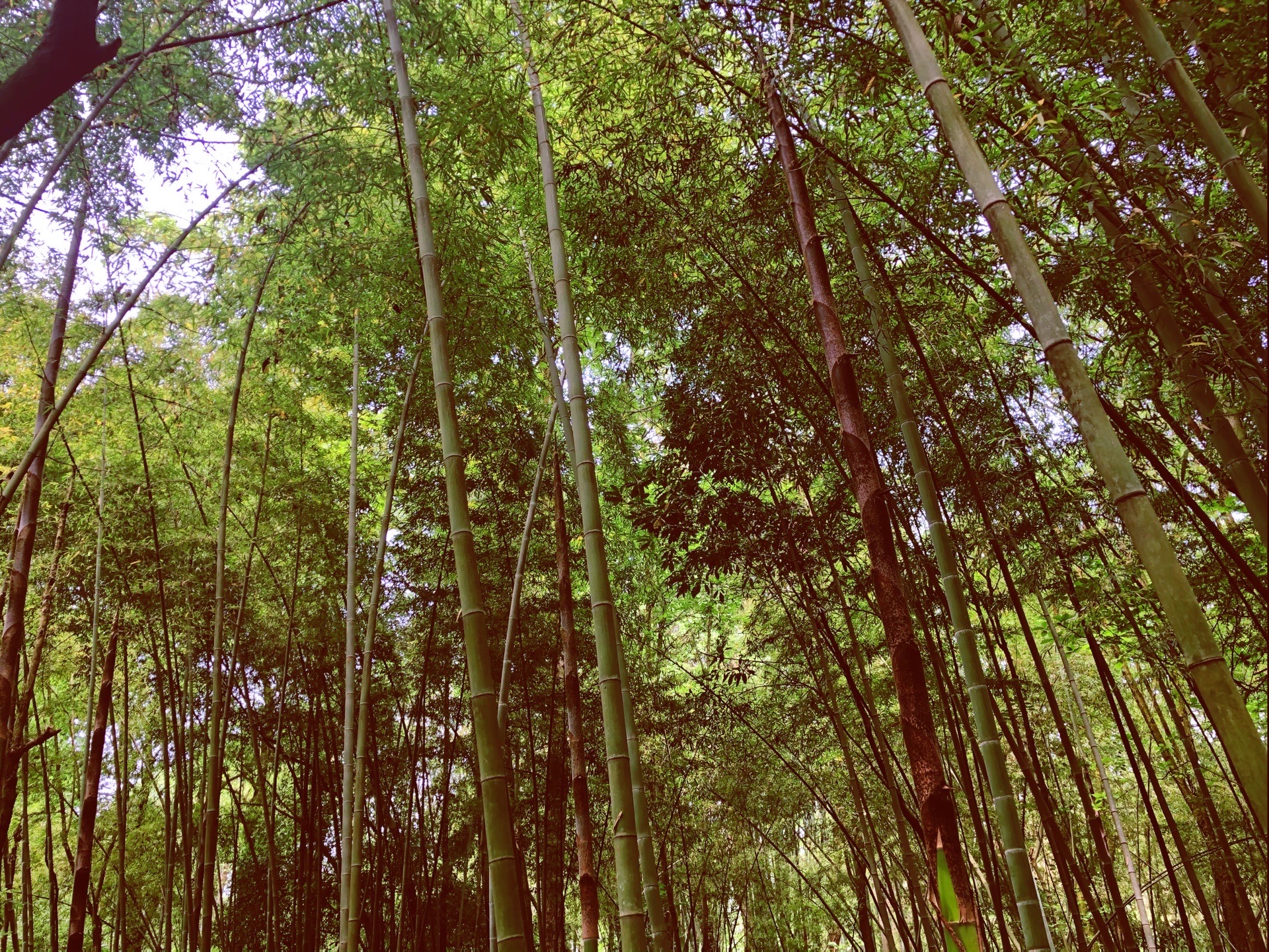 【攜程攻略】新津斑竹林景點,新津斑竹林|春天秘密野餐公園新津斑竹林