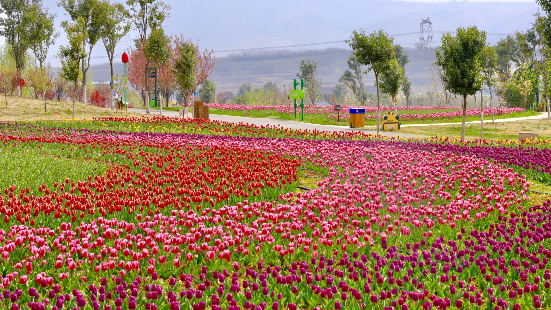 豪泽国际郁金香花海欢乐城
