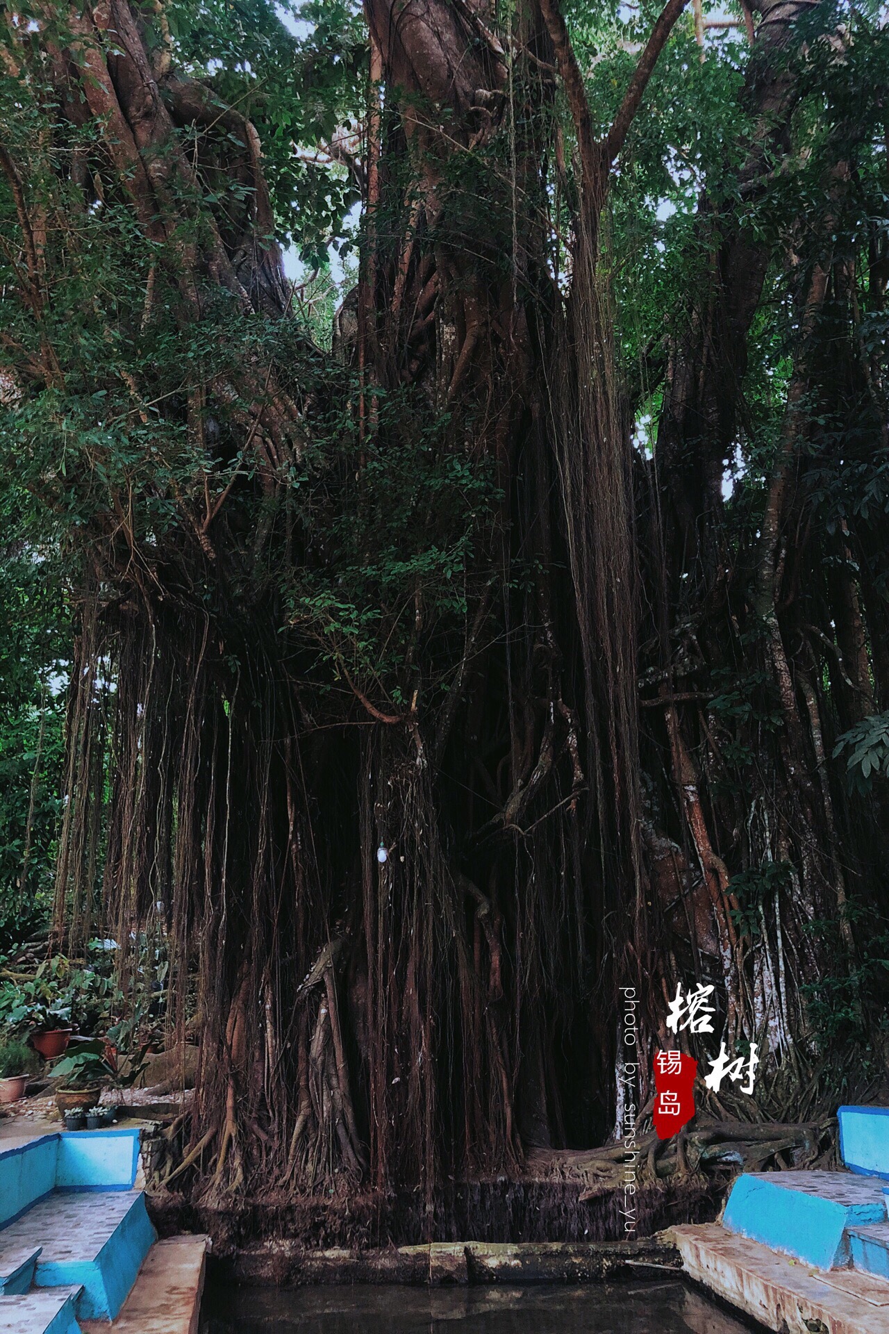 百年大榕树图片图片