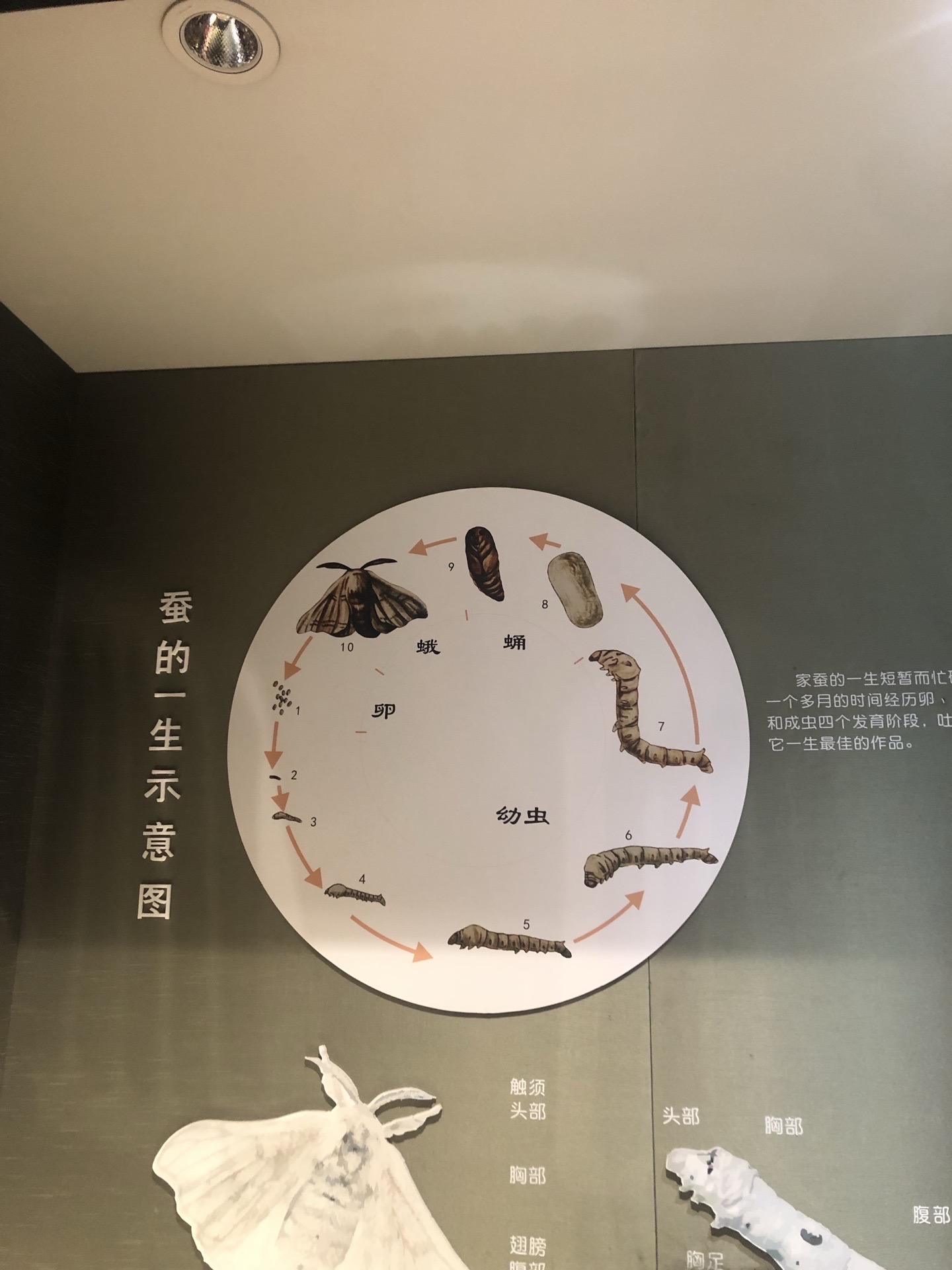 太湖雪蚕桑文化园