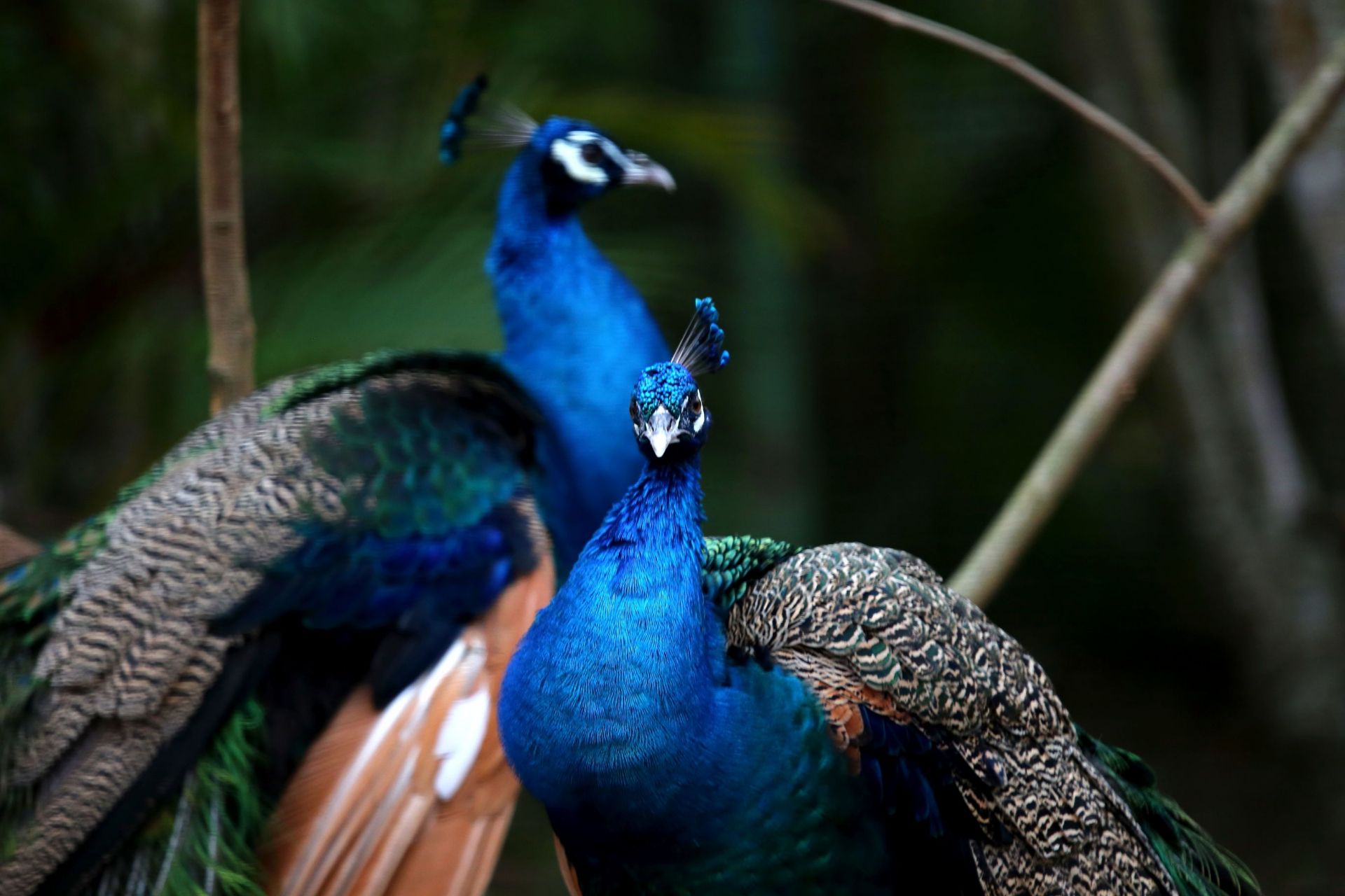 Sh Mm海南热带飞禽世界孔雀园最美 有 海南热带飞禽世界自由行旅拍 旅游景点攻略 携程