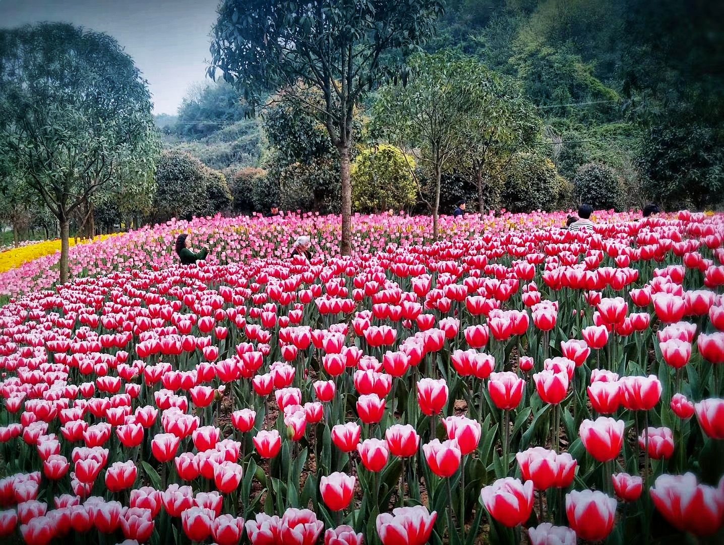 【携程攻略】重庆国际慢城太寺垭森林公园景点,我有一件梦的衣裳,在