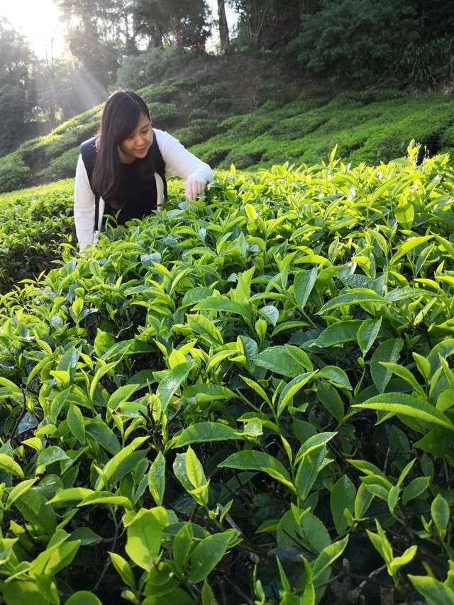 清晨的金马伦茶园 携程氢气球