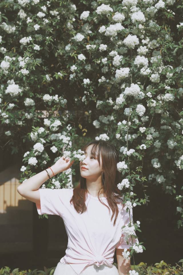 【携程攻略】成都四川大学景点,成都最美七里香花瀑 成都最近气温逐渐