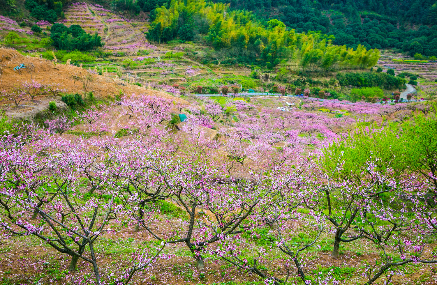 【携程攻略】桐庐阳山畈村景点,桃花盛开的山谷,桐庐阳山畈村,农舍的