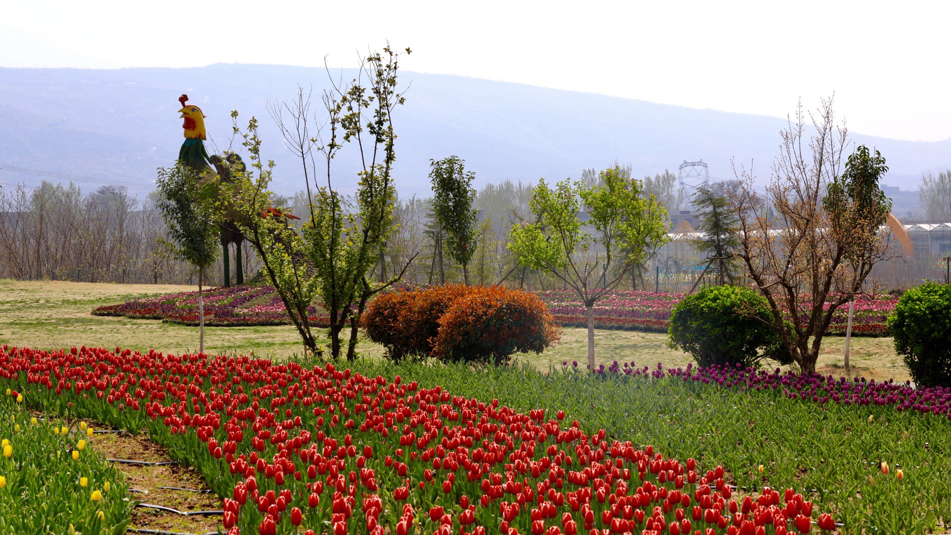 豪泽国际郁金香花海欢乐城