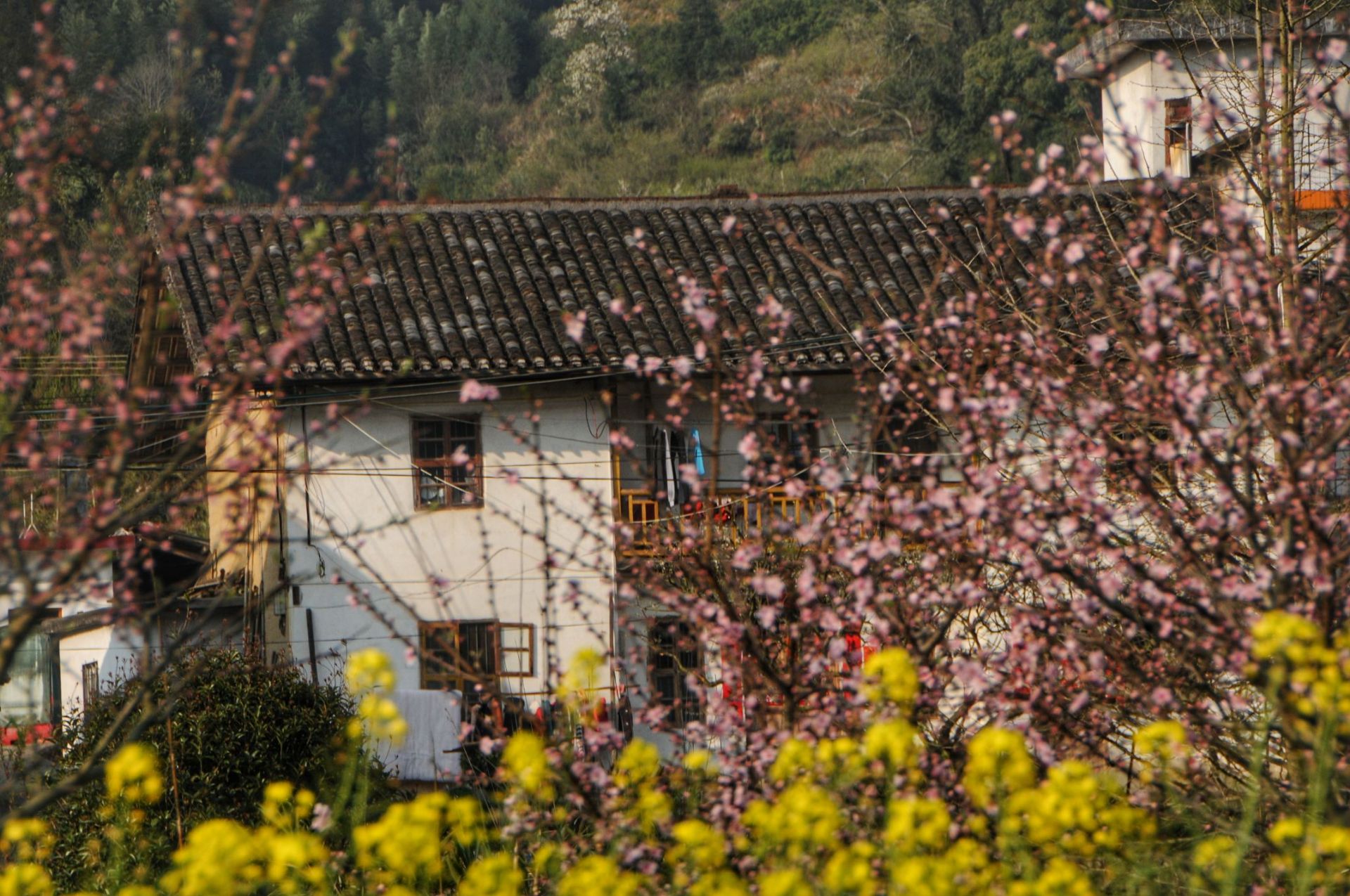 韶关九峰镇花海图片