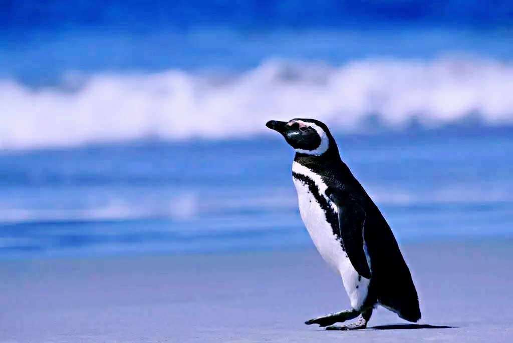 也是唯一一种有蓝色羽毛的企鹅,因此被称作小蓝企鹅
