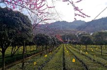 安康市平利县龙头村，三月的茶园，空气里都有清香。春的颜色：嫩绿的茶芽，粉红的桃花，金黄的油菜花，鸟的