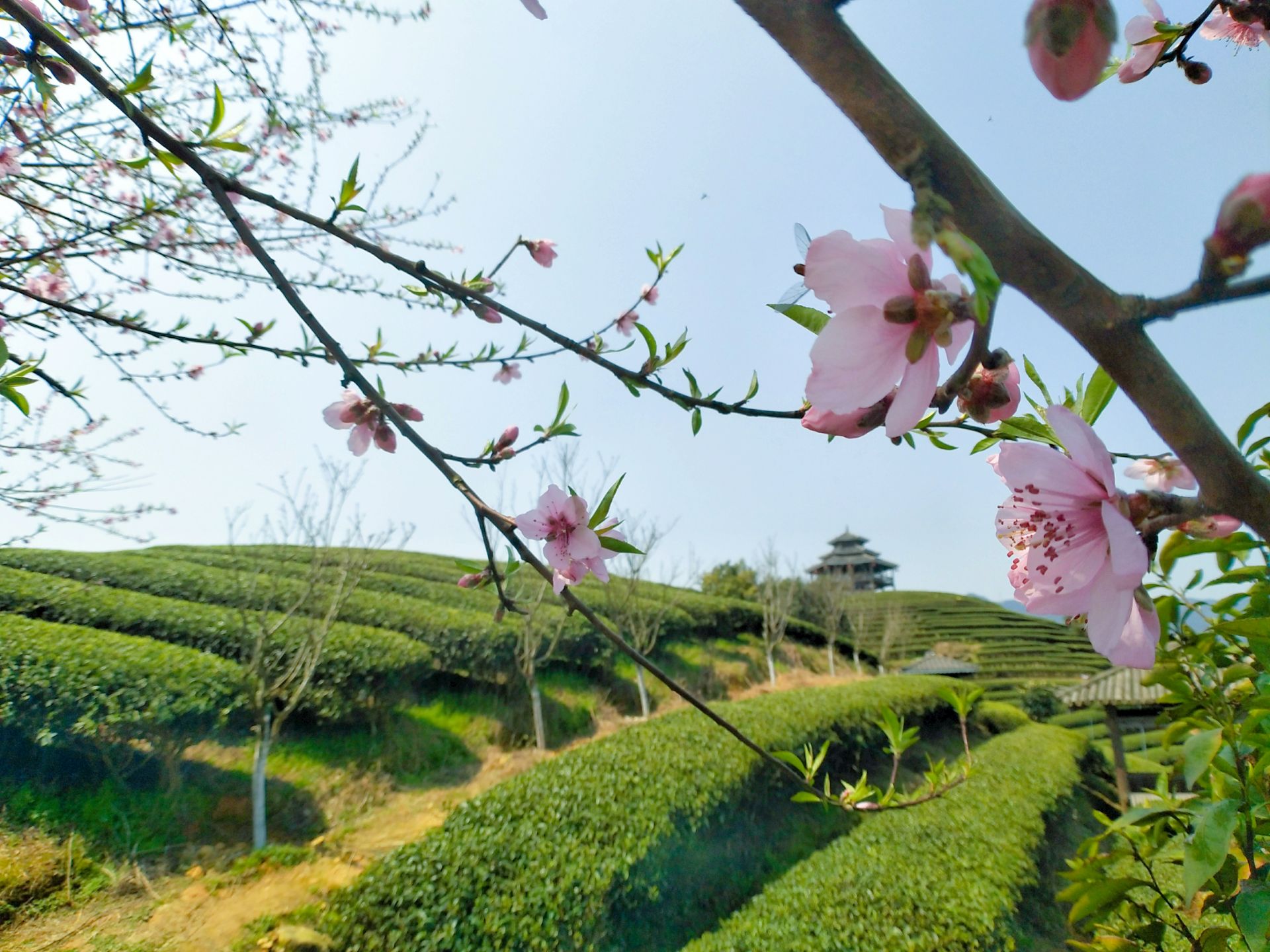 三江布央茶山旅游区好玩吗,三江布央茶山旅游区景点怎么样_点评_评价