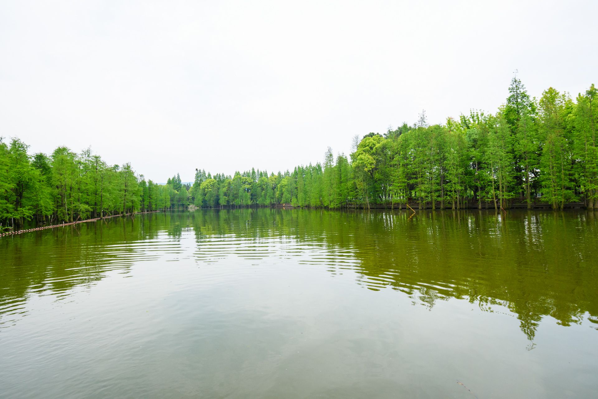 尚湖水上森林图片