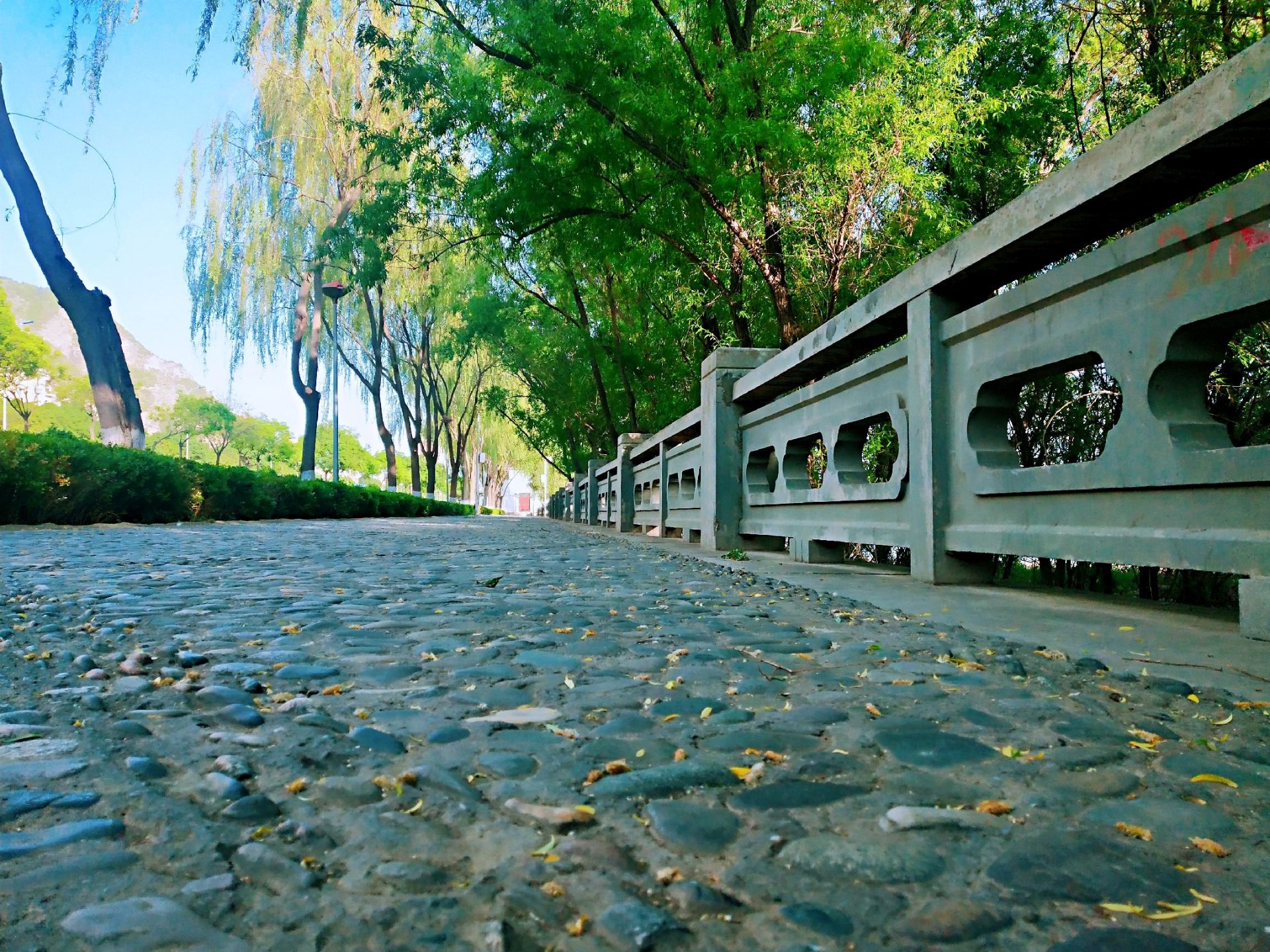 滨河路绿色长廊