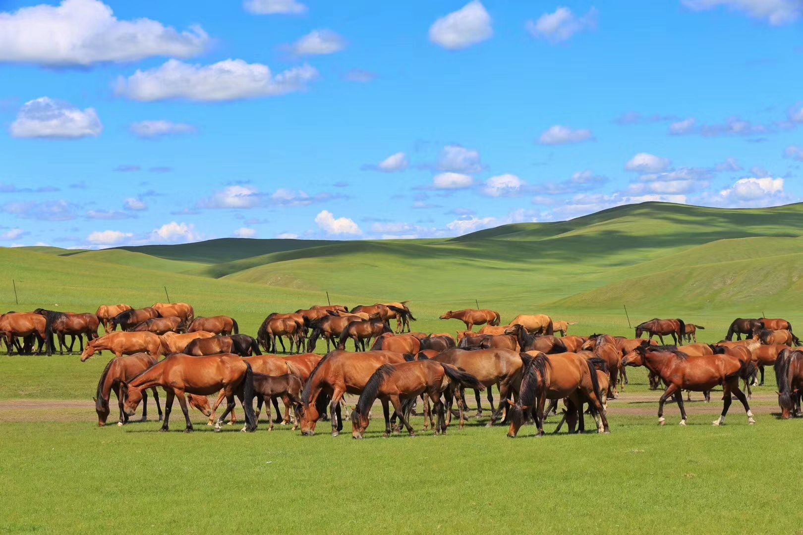 【携程攻略】陈巴尔虎旗金帐汗蒙古部落景点,中国最美草原！中国最美景点就在金帐汗！在这里，你可以真正的体验蒙…