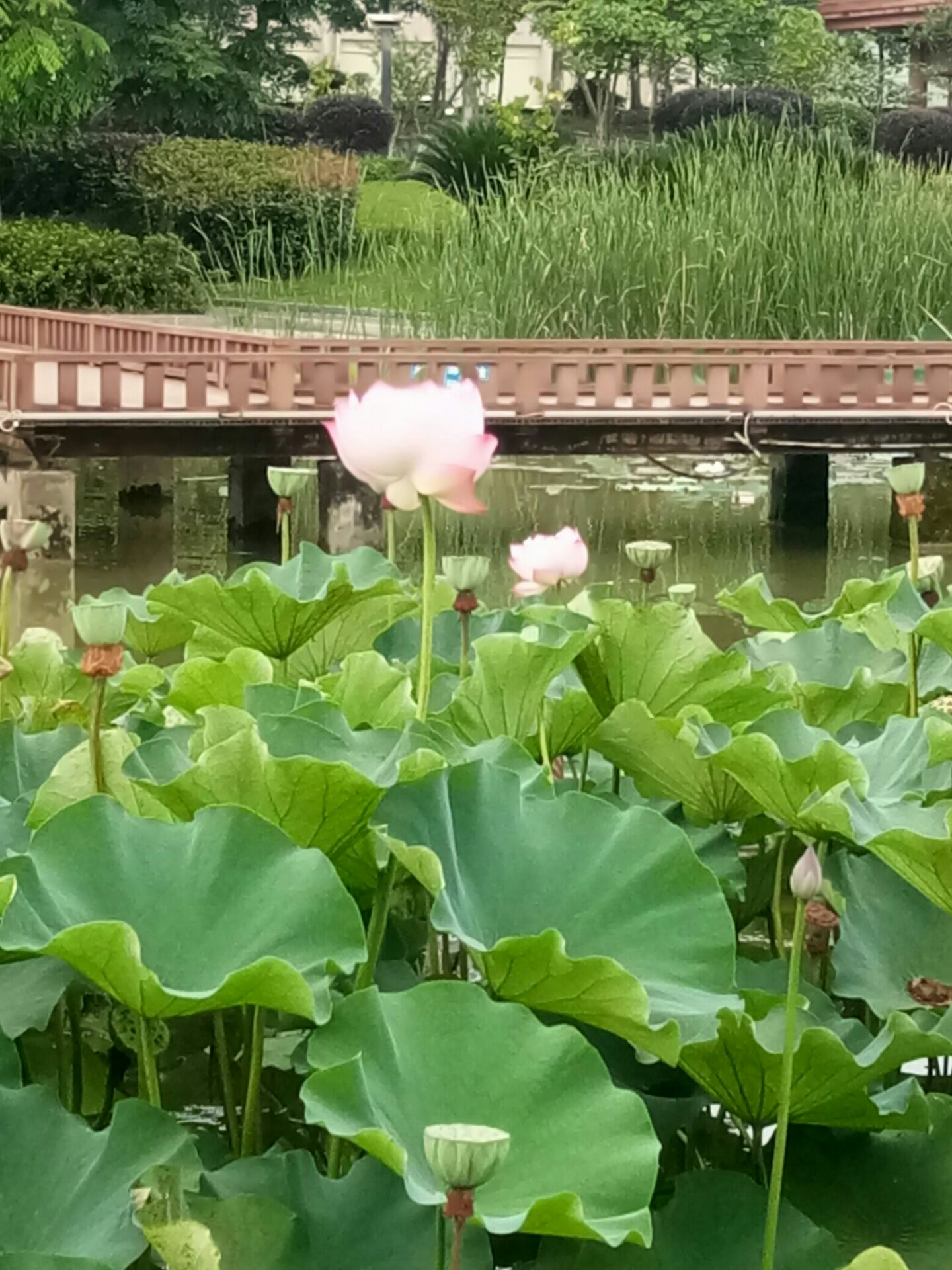 营山朗池湿地公园图片