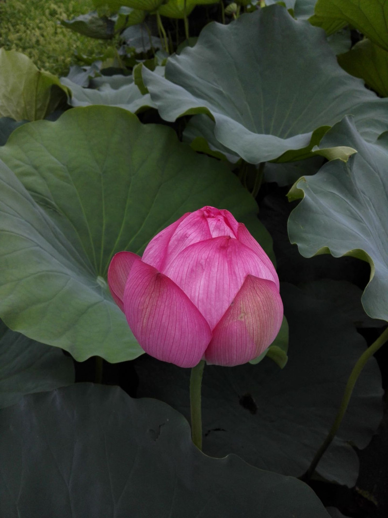 上野不忍池的莲花 饱满的美