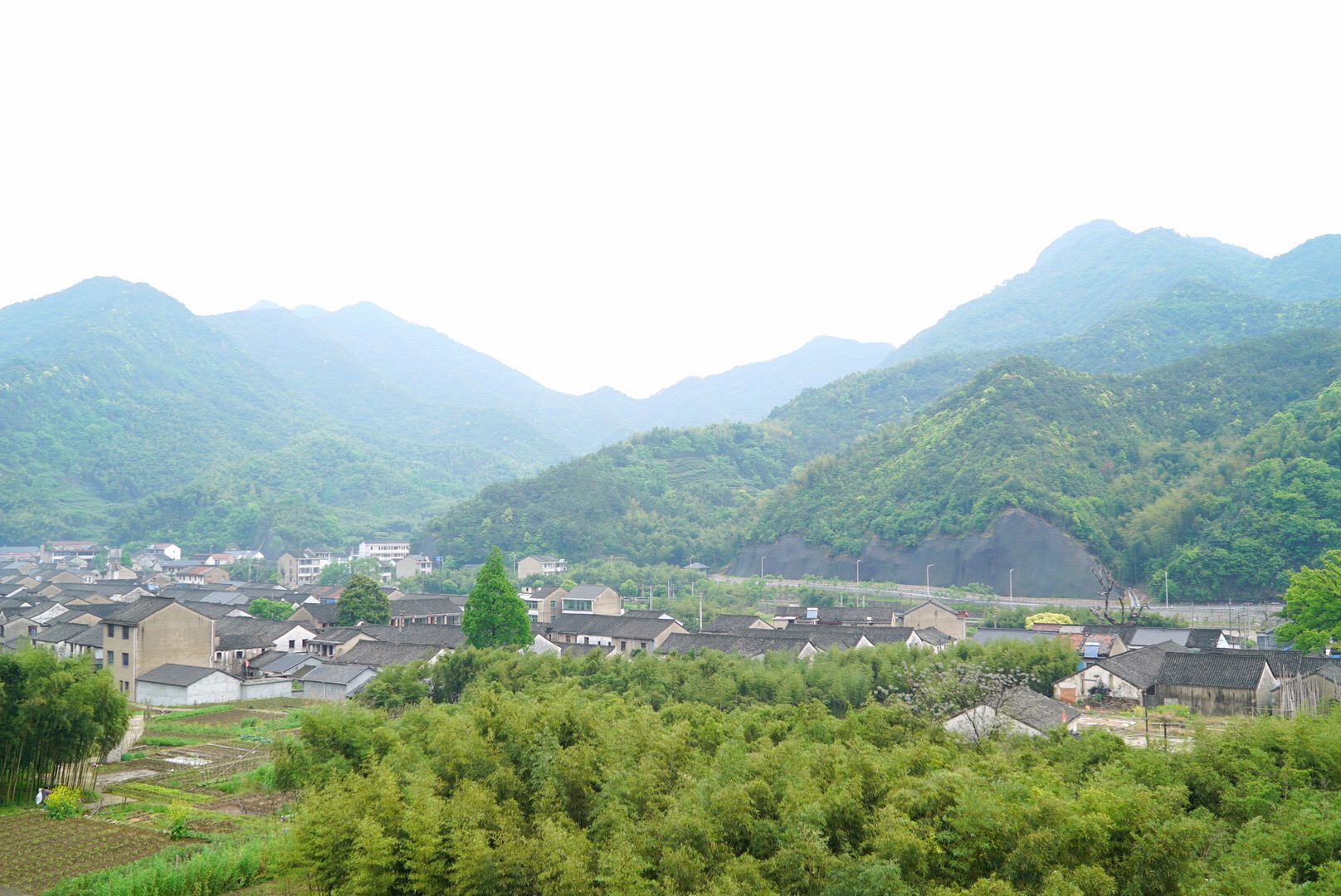 王坛镇东村香雪梅海