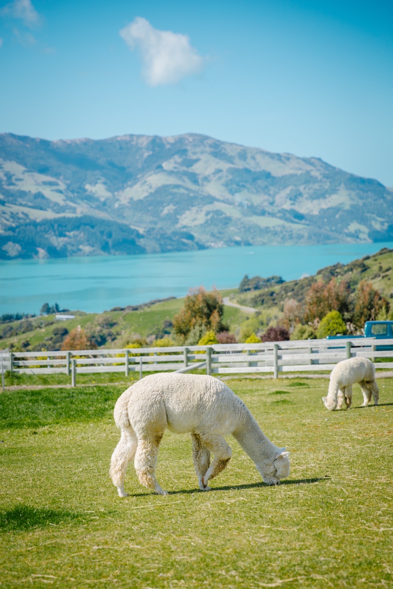 莎玛拉羊驼牧场