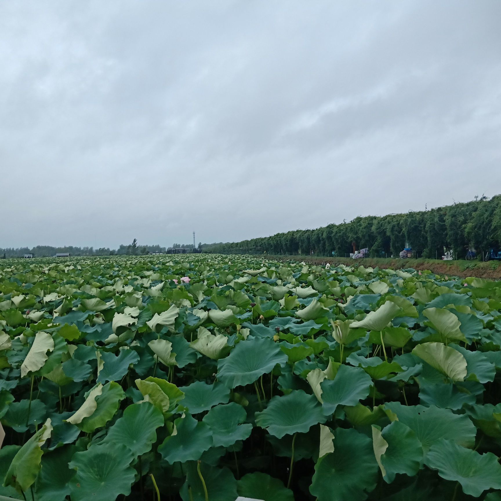 淮安荷花荡图片