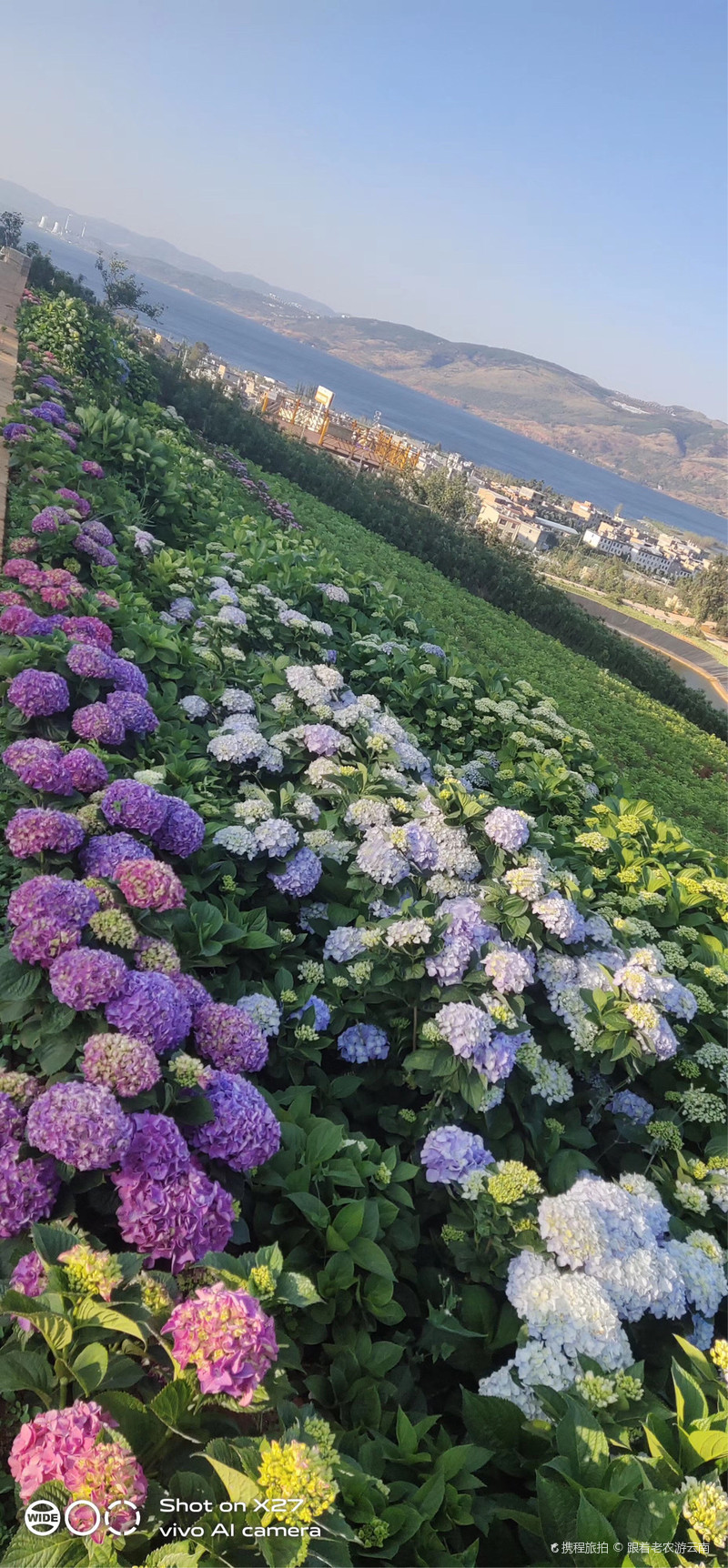 跟着老农游云南昆明绣球花海花讯实拍 距离盛 南国花园自由行旅拍 旅游景点攻略 携程