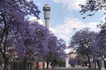 南非🇿🇦著名的景点之一紫薇花大道