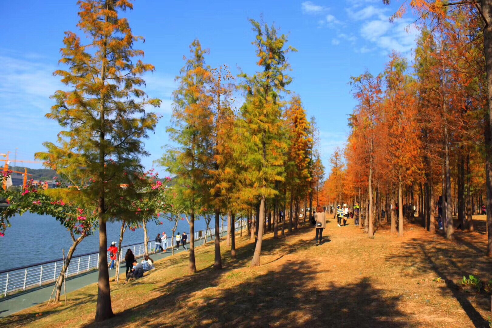 广州大观湿地公园景点图片