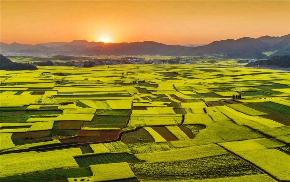 羅平油菜花景區