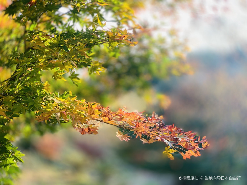 Shuzenji Nature Park之行 伊豆之行 携程旅拍