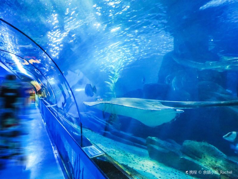 烟台海洋极地世界攻略-海洋极地世界门票价格多少钱-团购票价预定优惠