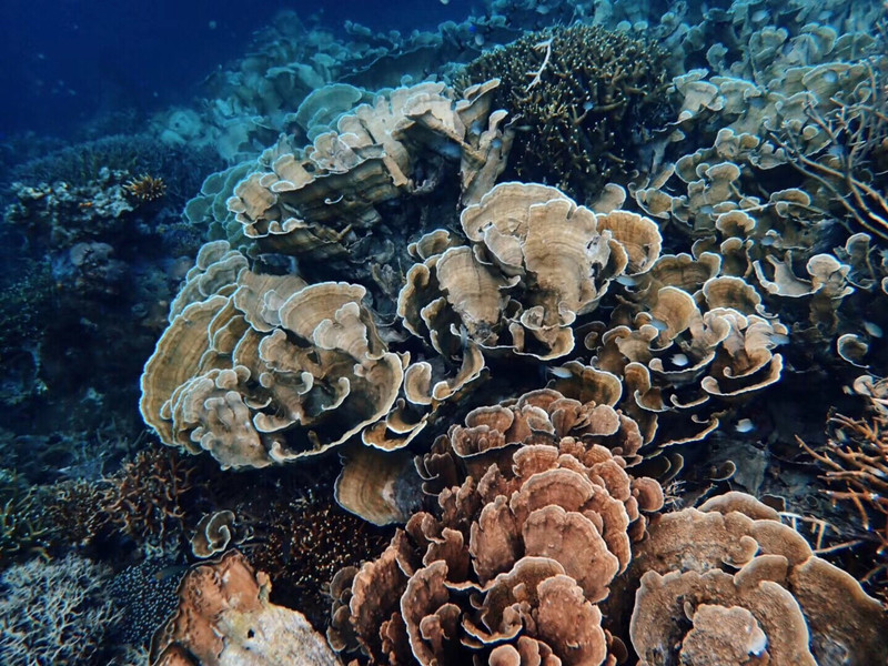 珊瑚花园之行 巴拉望之行 携程旅拍