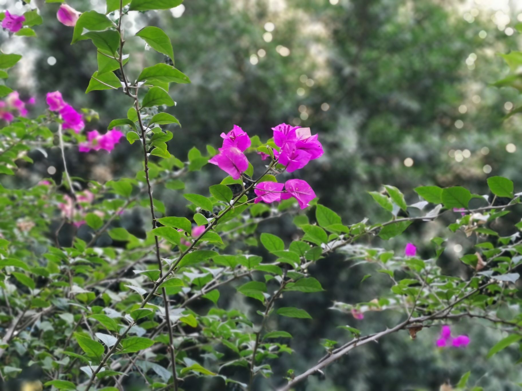 正安桃花山公园游玩攻略简介,正安桃花山公园门票/地址/图片/开放时间