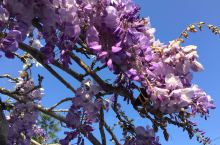 三月也是紫藤花開日子，再次來石棹拍照，美吧！