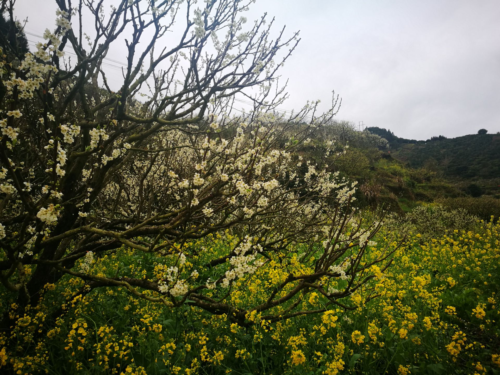 九峰镇花海