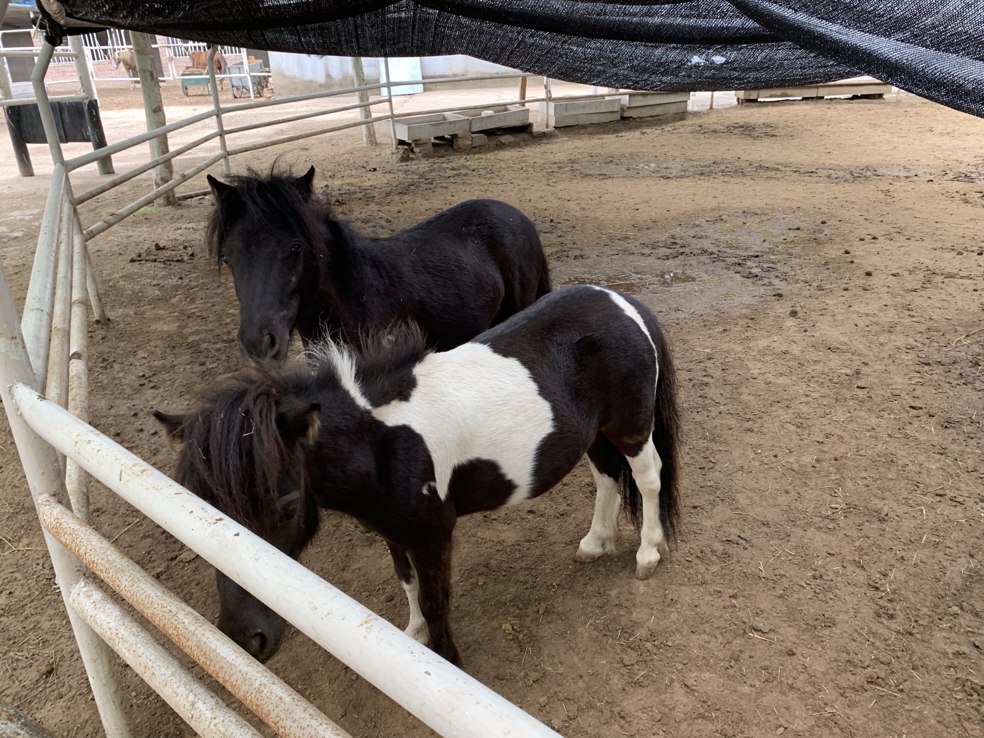北京天精地华宠乐园攻略-天精地华宠乐园门票价格多少钱-团购票价预定