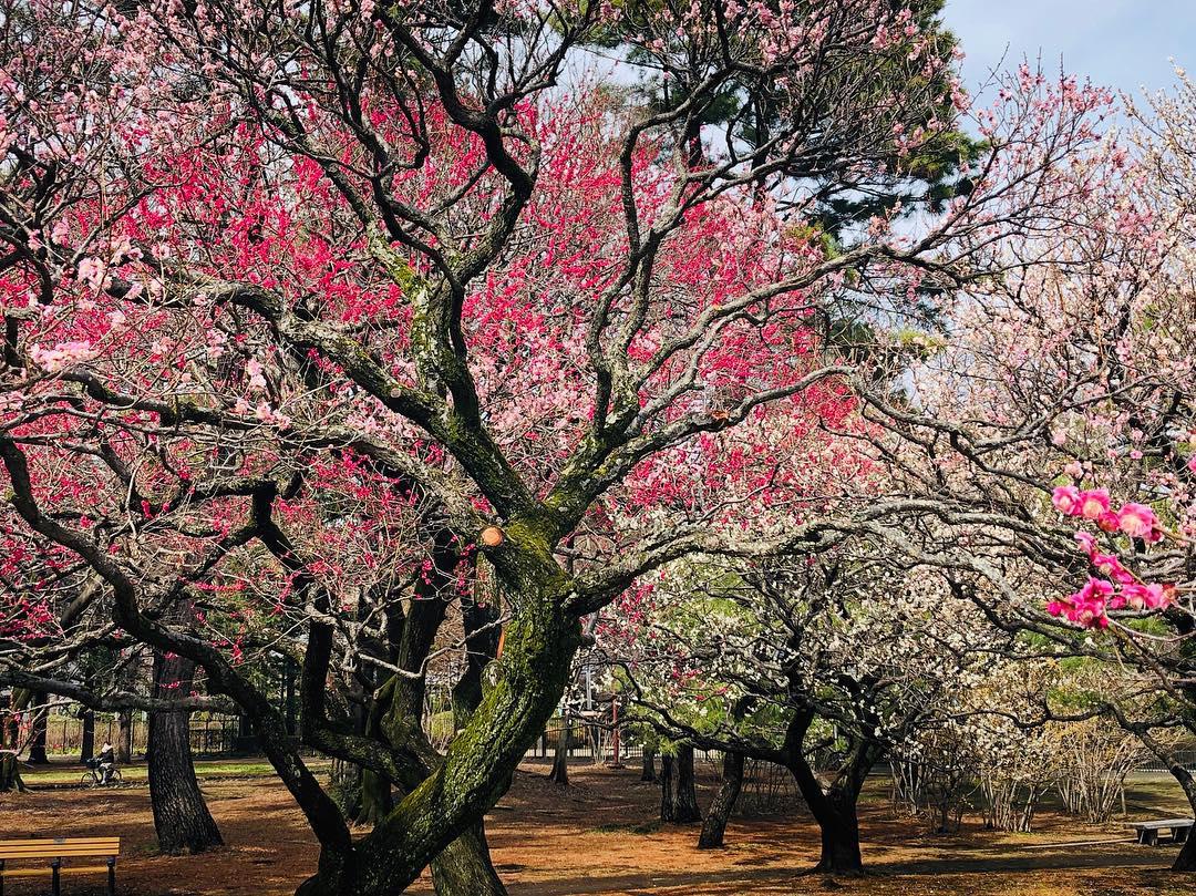 小金井公园