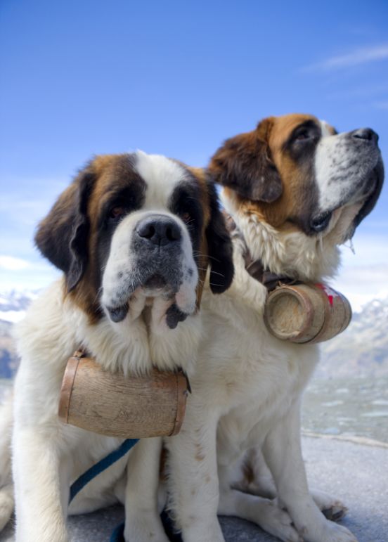 就坐落于阿尔卑斯山脉,马特宏峰的山脚下;在这里,你可以牵着瑞士国犬