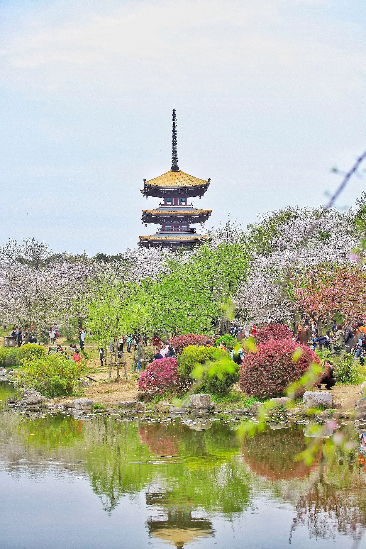 蔡家岗樱花园地址图片