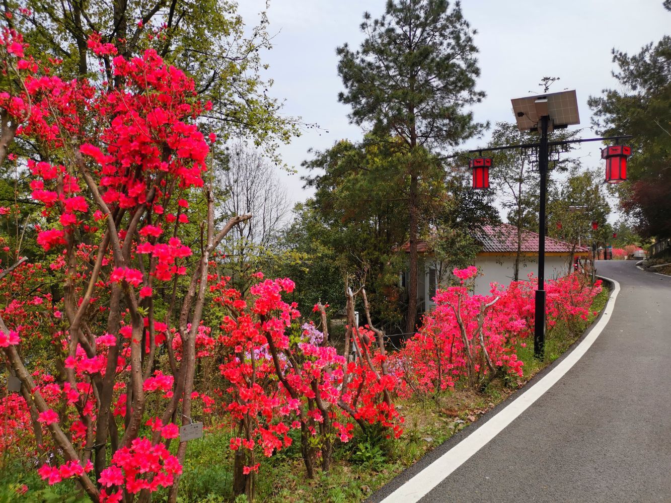 大別山映山紅生態文化大觀園