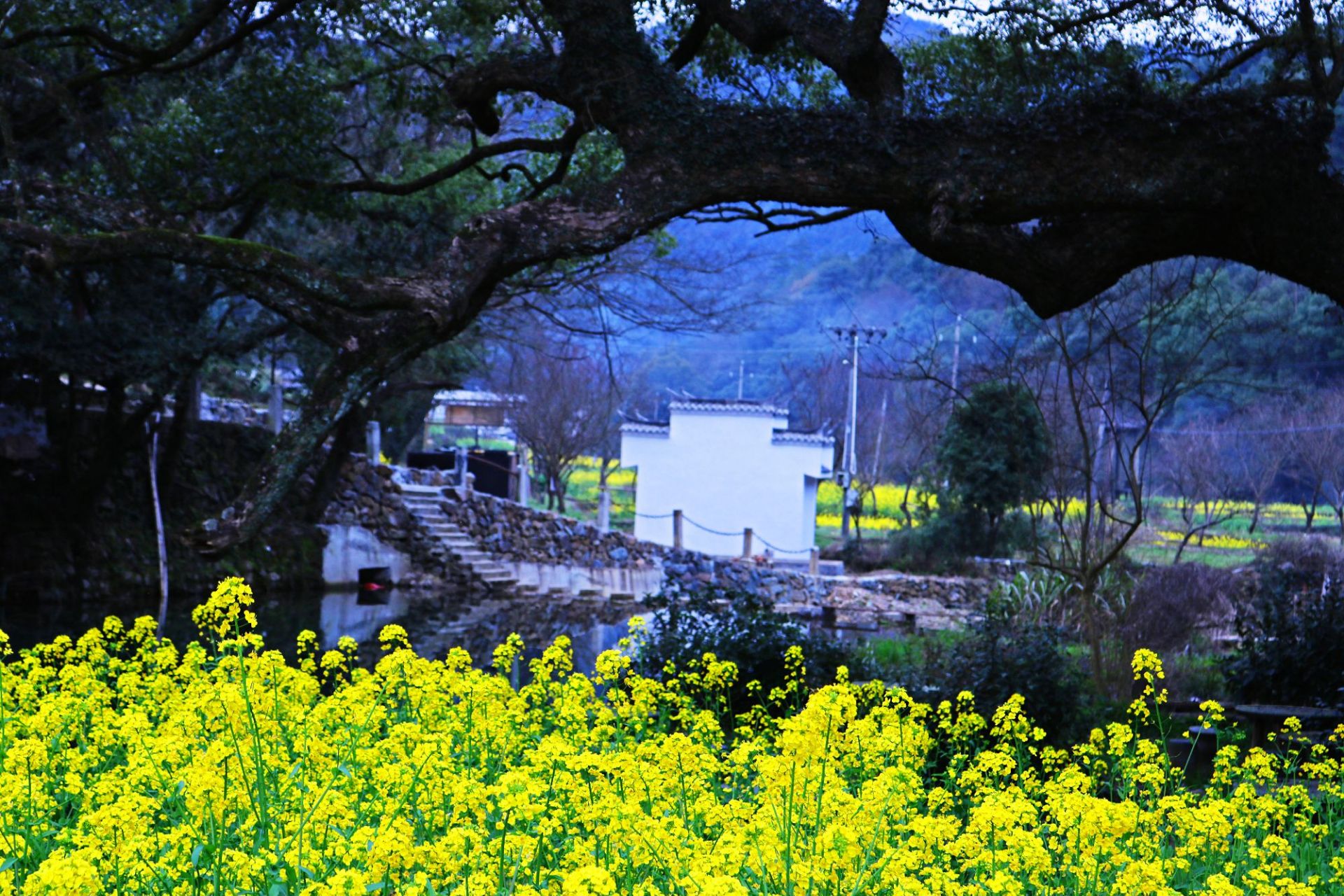 景点,【一分钟秒懂"晓起"】晓起分为上下晓起,上晓起给我印象不太