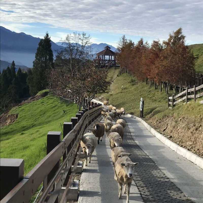 台湾南投 青青草原 ,羊咩咩就在你身边(下)台湾之行最值得去的