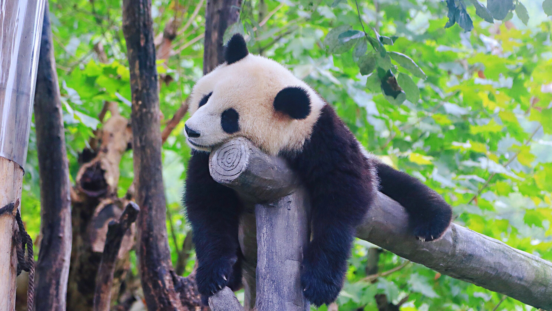 都江堰中华大熊猫苑(原熊猫乐园)