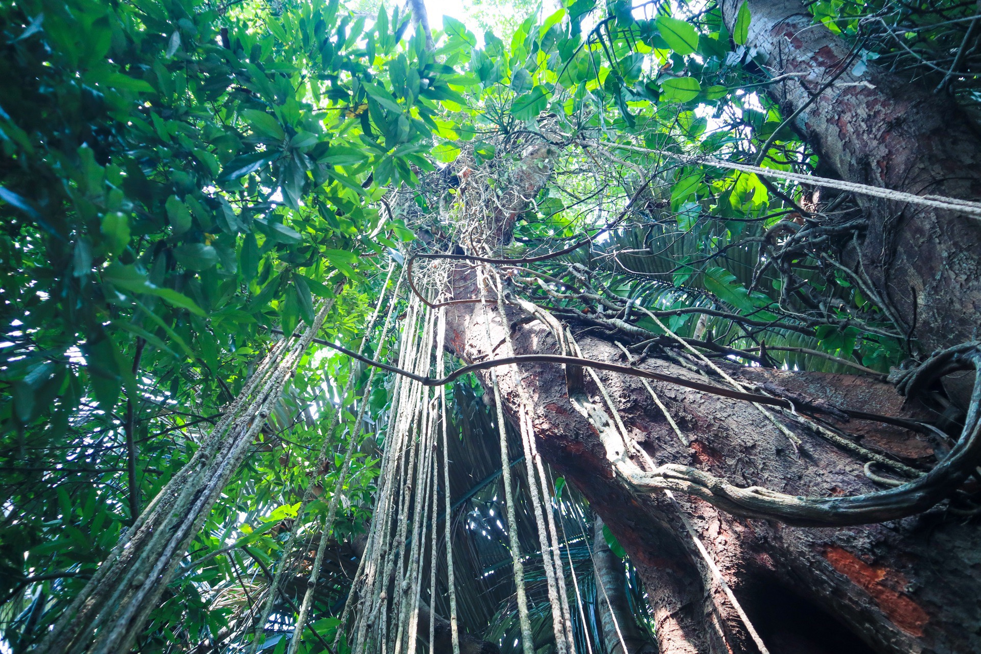 呀诺达雨林文化旅游区