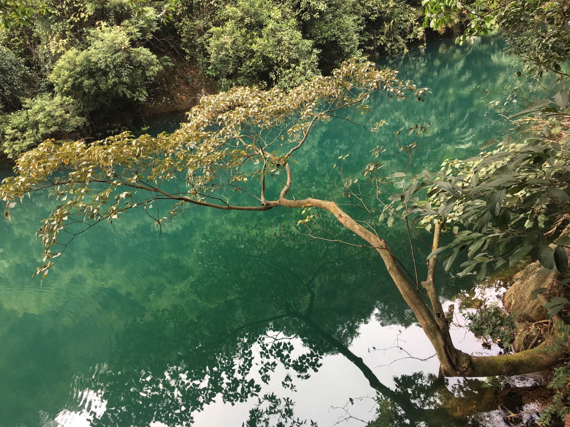 肇慶鼎湖山蝴蝶谷的湖水,太綠了!太美了!